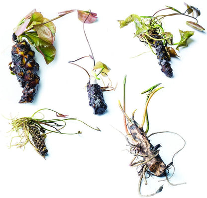 Solfatare water lily - pond plants - MW24