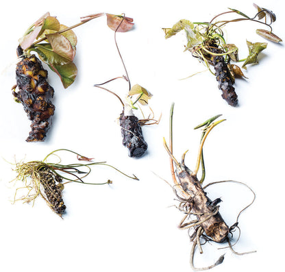 Wanvisa water lily - pond plants - LW27