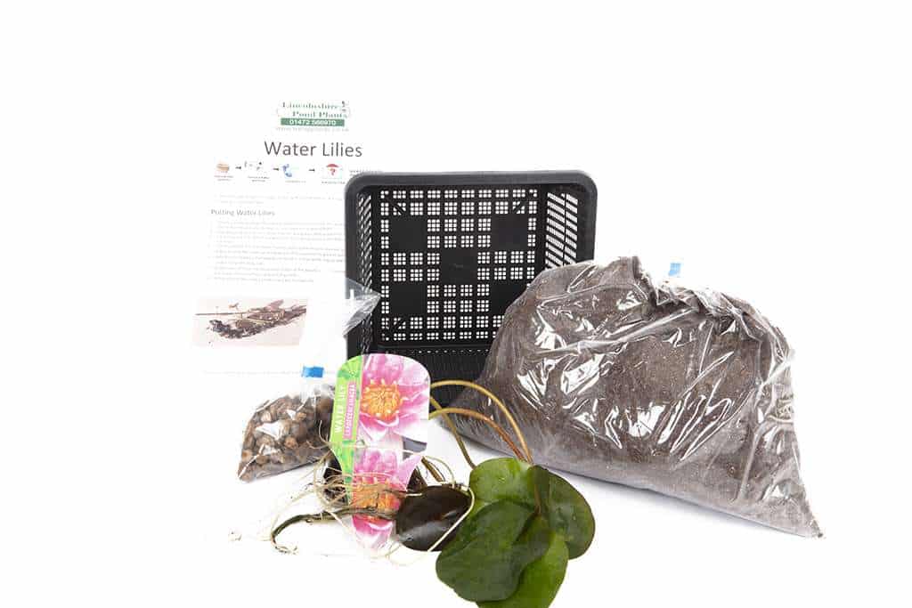 Newton water lily - pond plants - MW18