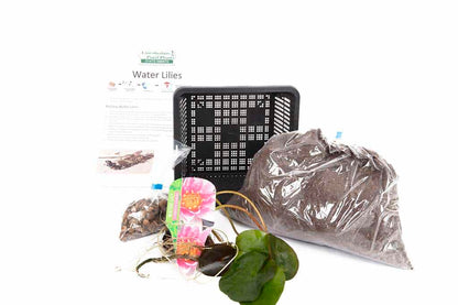 Hollandia water lily - pond plants - MW10