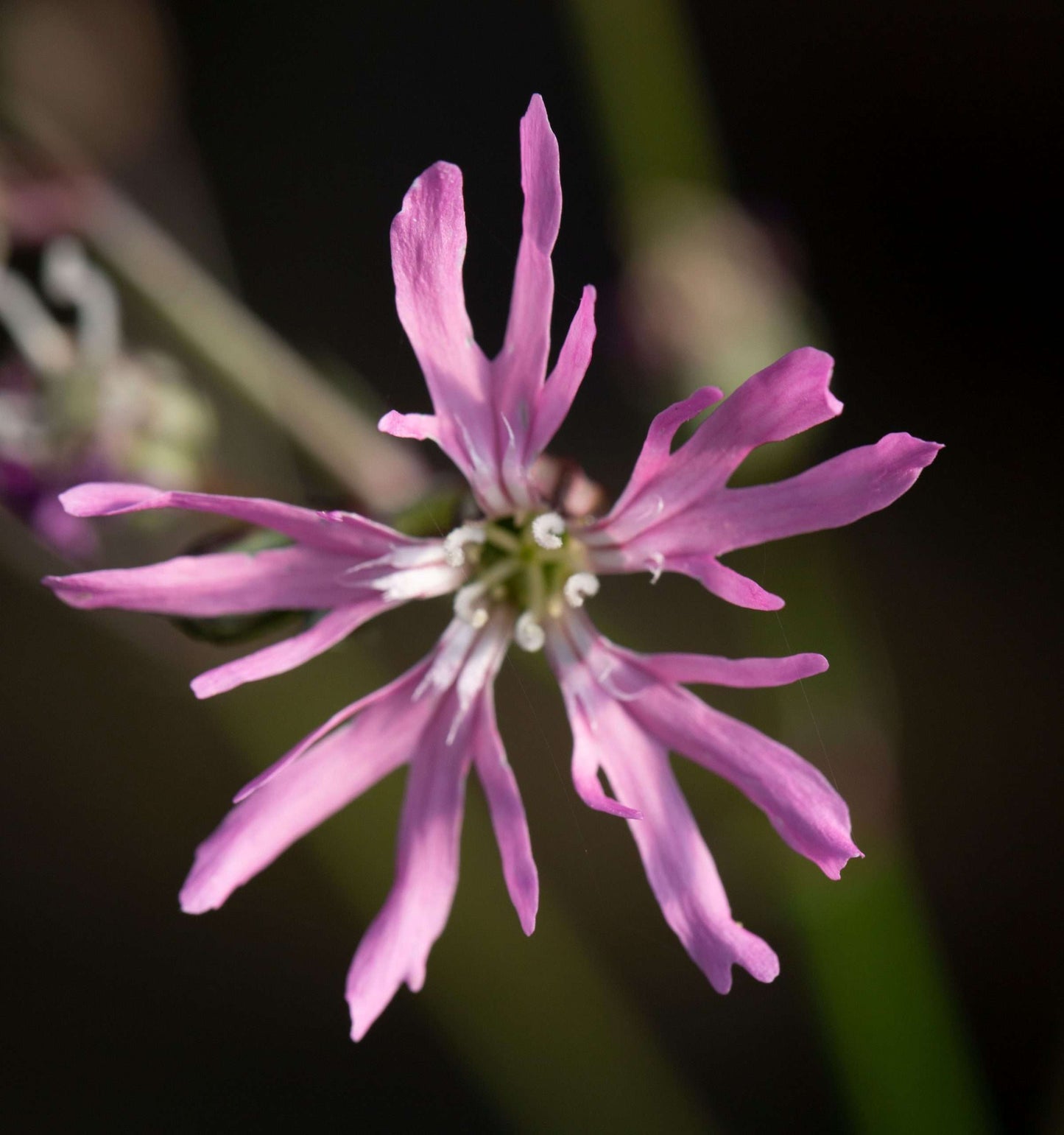 Lychnis flos-cuculi (Ragged robin) - Marginal Pond Plants - MP069