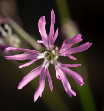Lychnis flos-cuculi (Ragged robin) - Marginal Pond Plants - MP069