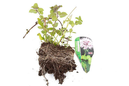 Premium Pond Starter Packs - Pond topup Packs - Oxygenating - Compost and Pots