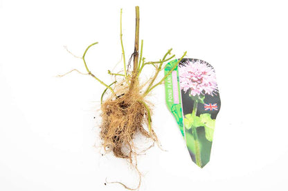 Pond Starter & top up Packs - Oxygenating - Compost and Pots