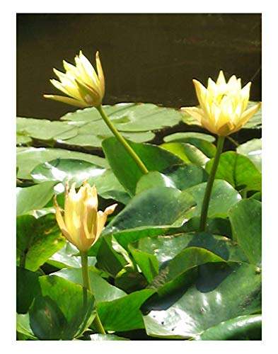 Mexicanna Water Lily - Pond Plants