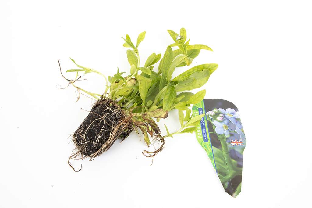 Pond Starter & top up Packs - Oxygenating - Compost and Pots