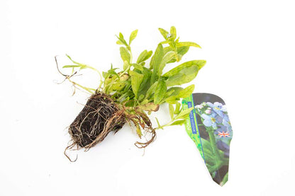 Pond Starter & top up Packs - Oxygenating - Compost and Pots