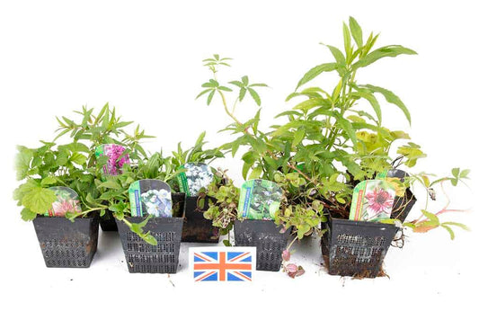 Lincolnshire Pond Plants Native Marginal 8 Pack Potted - NP802