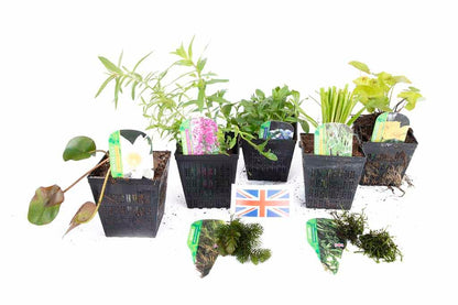 Lincolnshire Pond Plants Native Pack Potted - NNL02