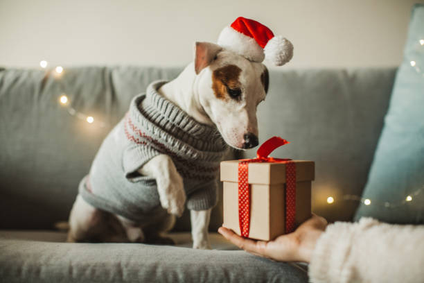 Christmas Dog Advent Box (Pre-Order)