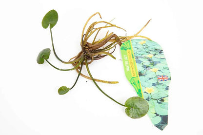 Pond Starter Packs - Pond topup Packs - Oxygenating - Compost and Pots Potted