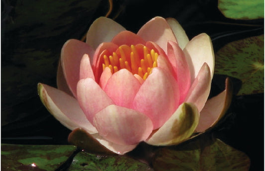 Phoebus water lily - pond plants - SW07