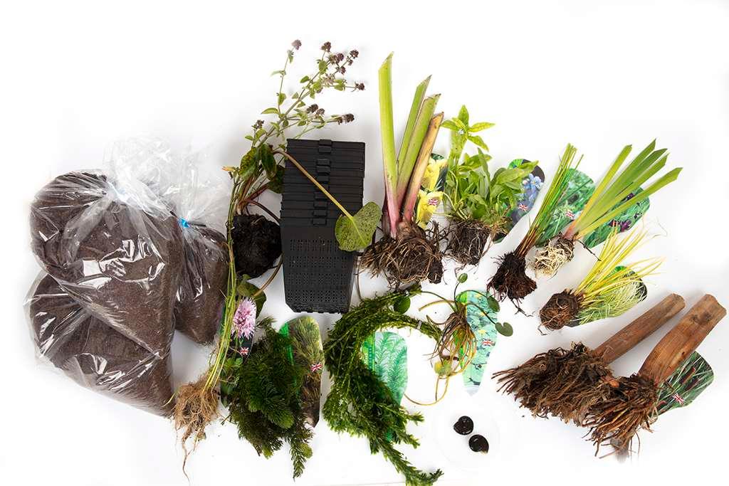 Pond Starter Packs - Pond topup Packs - Oxygenating - Compost and Pots Potted