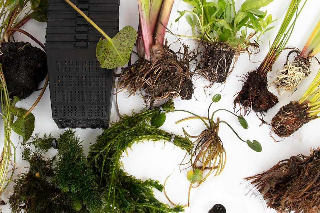 Pond Starter Packs - Pond topup Packs - Oxygenating - Compost and Pots Potted