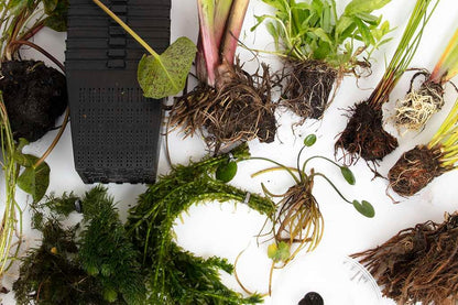 Pond Starter Packs - Pond topup Packs - Oxygenating - Compost and Pots Potted