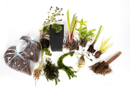 Pond Starter Packs - Pond topup Packs - Oxygenating - Compost and Pots Potted