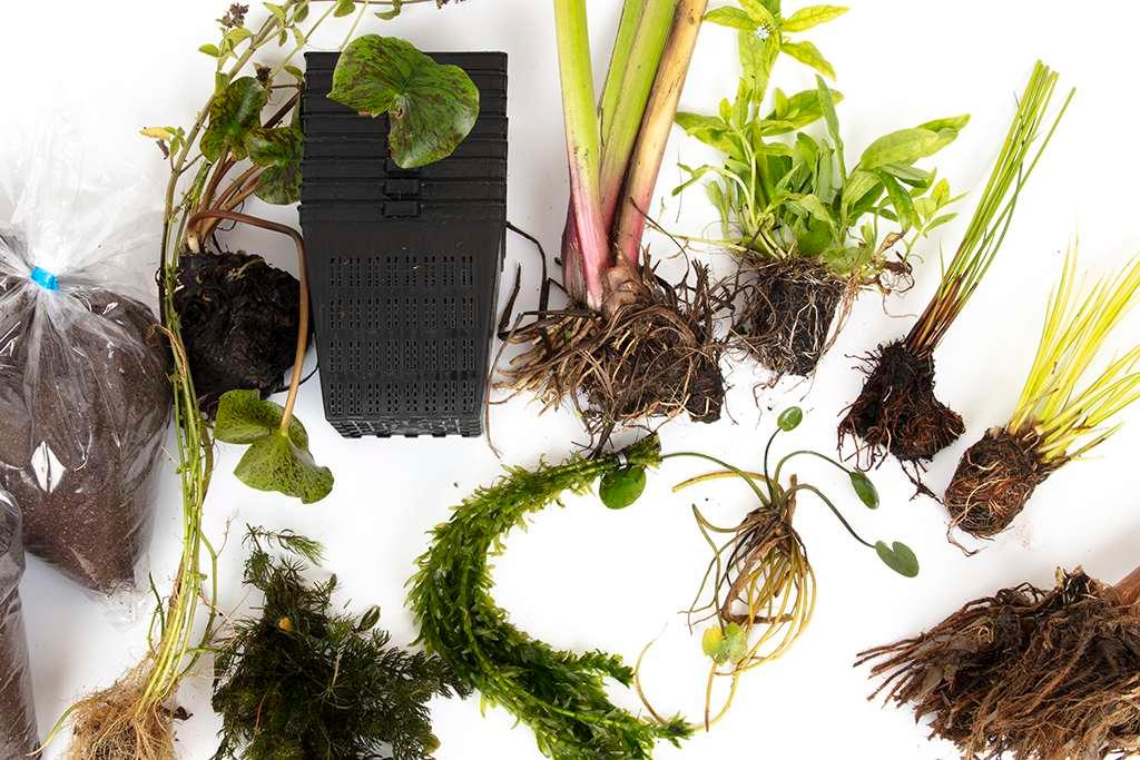 Pond Starter Packs - Pond topup Packs - Oxygenating - Compost and Pots Potted
