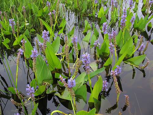 Pontederia cordata (Pickerel weed) - Marginal Pond Plants - MP092