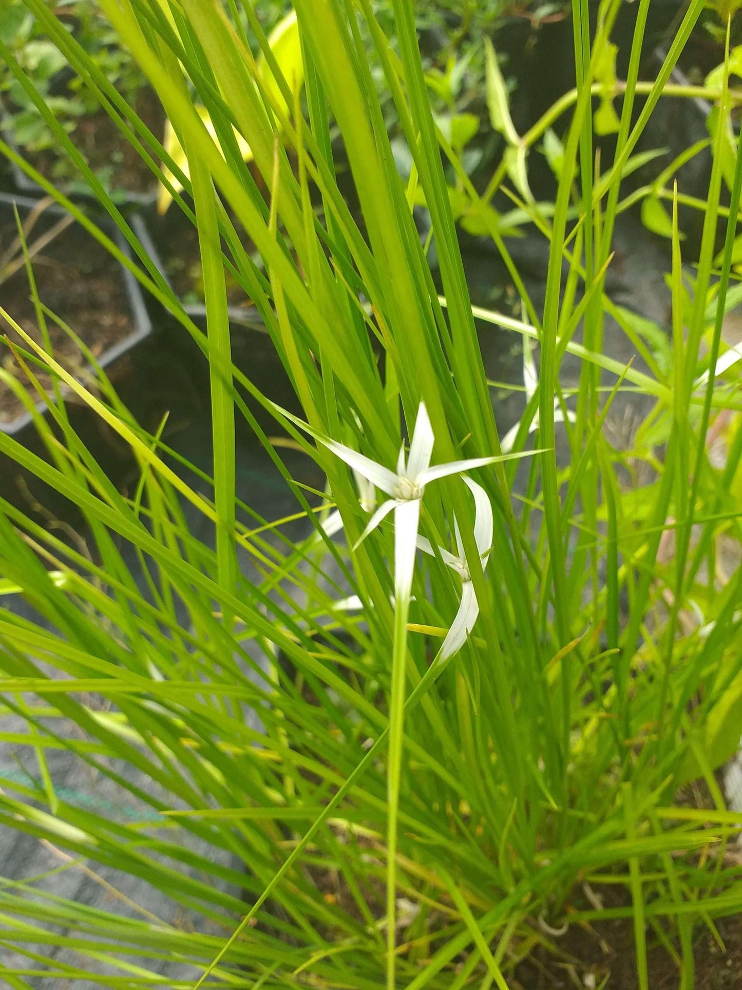 Dichromena colorata (Star grass) - Marginal Pond Plants - MBP032