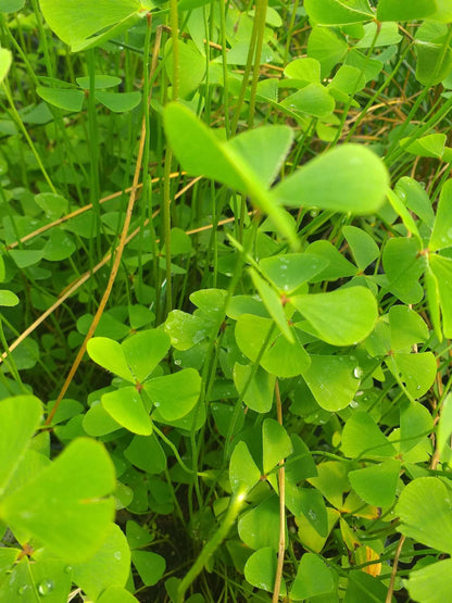 Marsilea quadrifolia (Water shamrock or Upright water clover) - Marginal Pond Plants  - Pond Plants - Water Plants - OX014