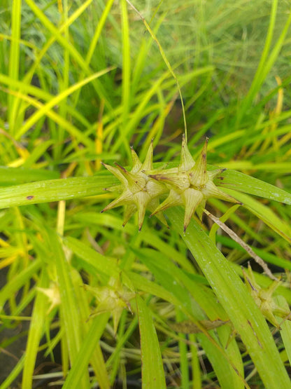 Carex grayi (Mace sedge) - Marginal Pond Plants - MP022