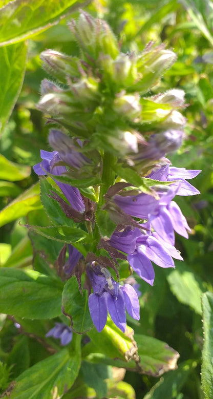 Lobelia siphilitica (Blue lobelia) - Marginal Pond Plants - MBP072
