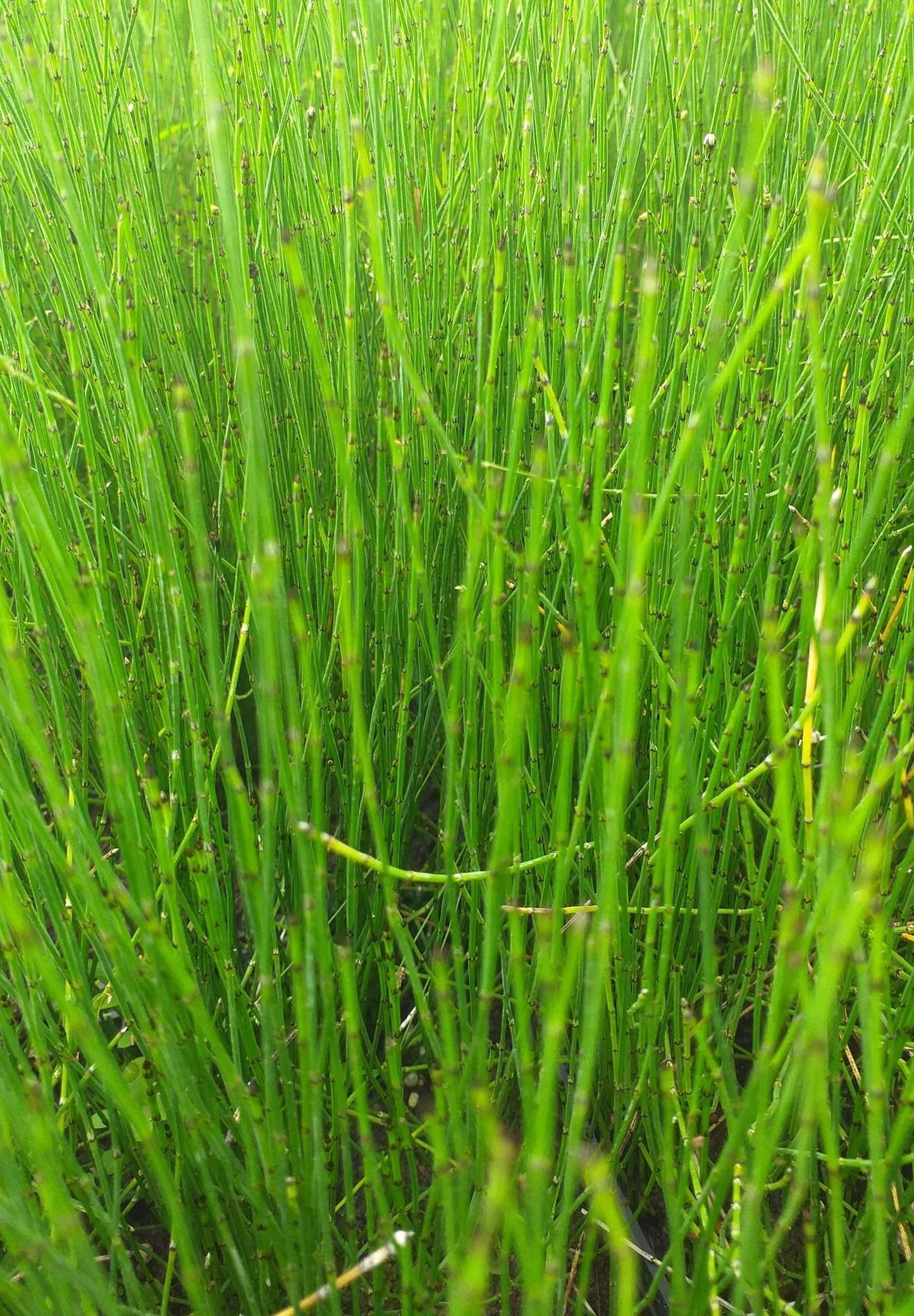 Equisetum scirpoides (Bushy horsetail) - Marginal Pond Plants - MP037