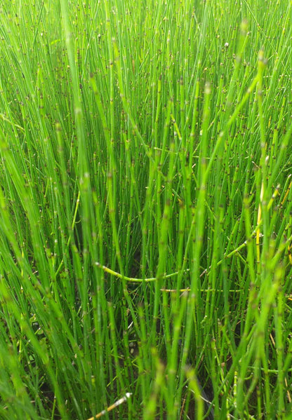 Equisetum scirpoides (Bushy horsetail) - Marginal Pond Plants - MP037