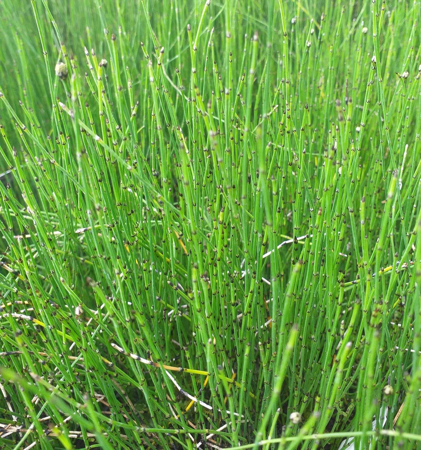 Equisetum scirpoides (Bushy horsetail) - Marginal Pond Plants - MP037