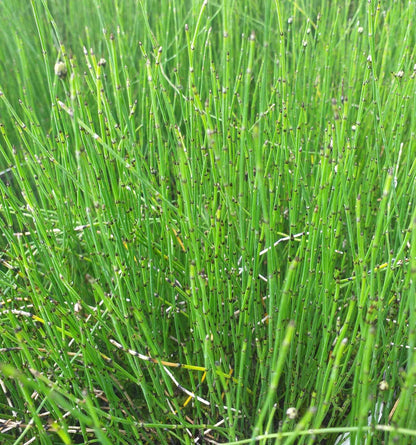 Equisetum scirpoides (Bushy horsetail) - Marginal Pond Plants - MP037