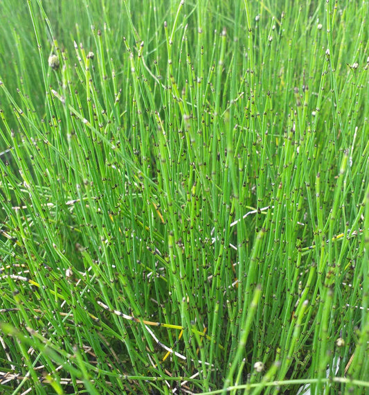 Equisetum scirpoides (Bushy horsetail) - MP037 Packs