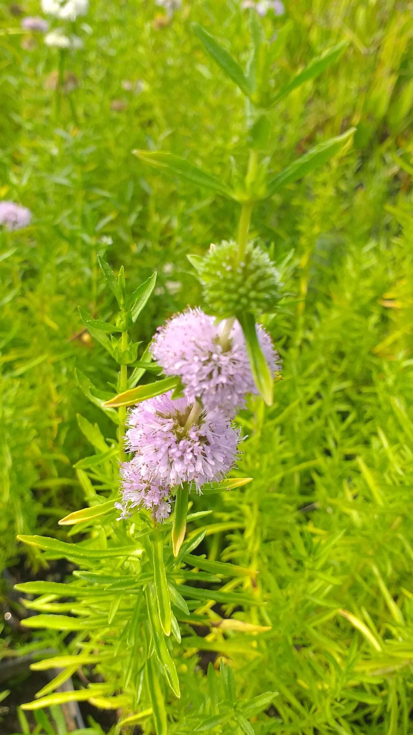 Mentha aquatica (Water mint) - Marginal Pond Plants - MP076