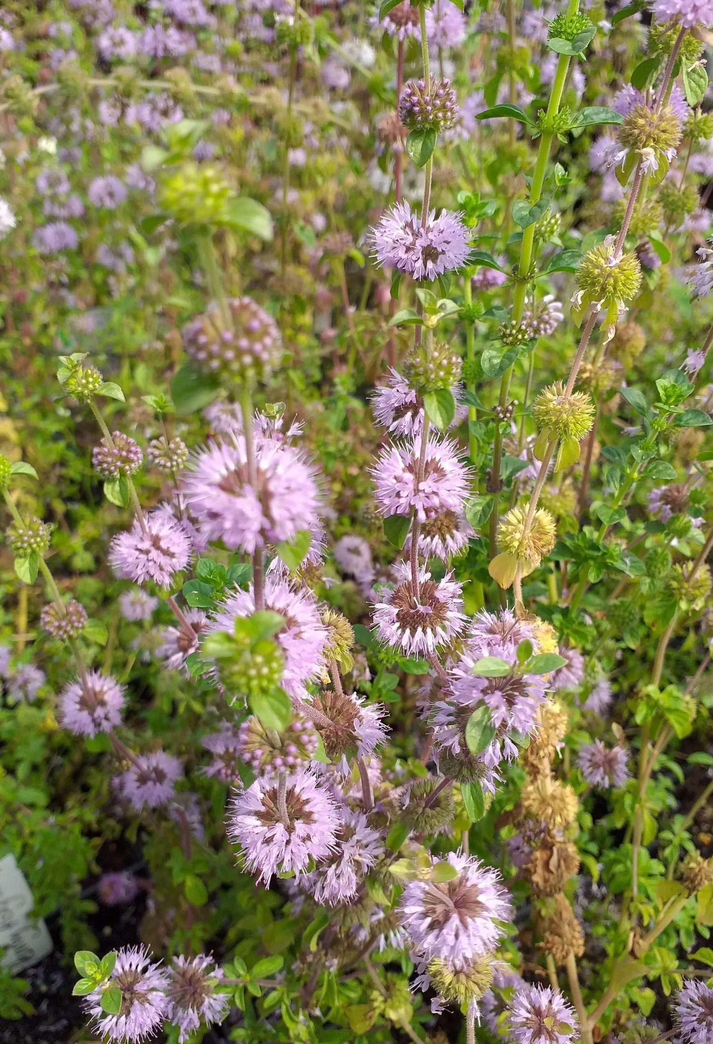 Mentha pulegium (Pennyroyal) - Marginal Pond Plants - MP077