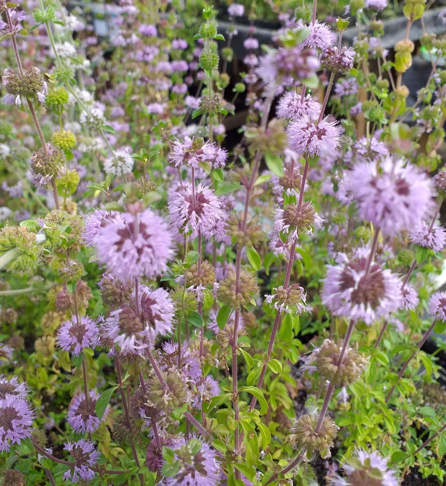 Mentha pulegium (Pennyroyal) - Marginal Pond Plants - MP077