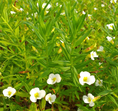Gratiola officinalis (Summer Snowflake) - Marginal Pond Plants - MP042