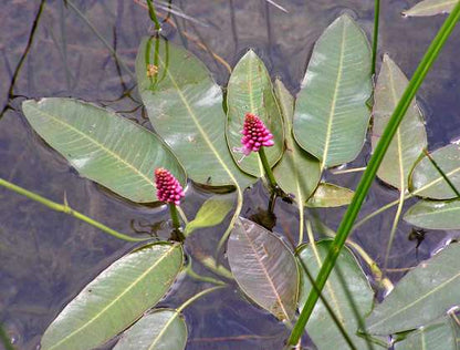 Persicaria amphibia (Amphibious bistort) - Marginal Pond Plants - MP088