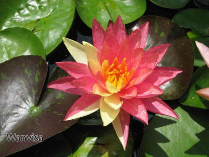 Wanvisa water lily - pond plants - LW27