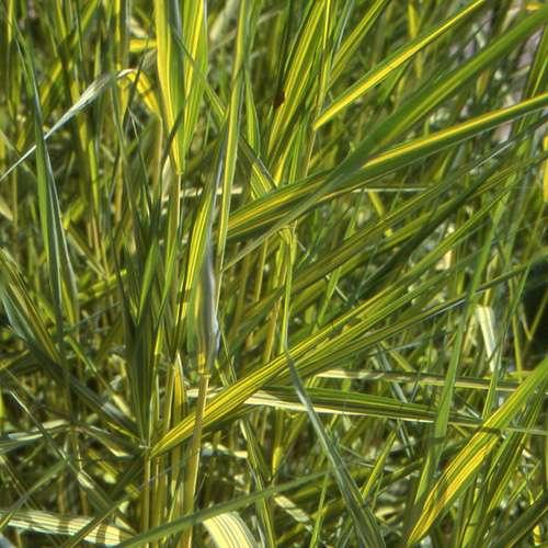 Phragmites australis ‘Variegatus’ - Marginal Pond Plants - MP091A