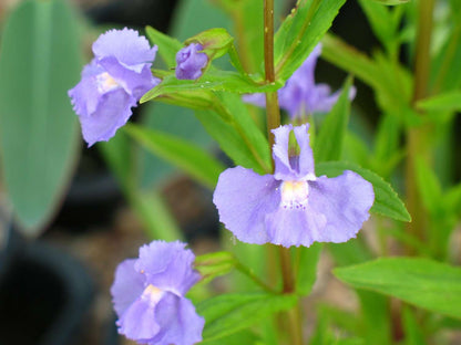 Mimulus ringens (Lavender musk) - Marginal Pond Plants - MP082