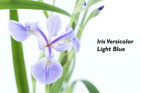 Iris versicolor 'Light Blue' - Marginal Pond Plants - MP0A