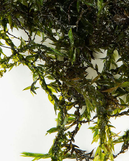 Fontinalis - oxygen plant - pond plant - water plant - OX007