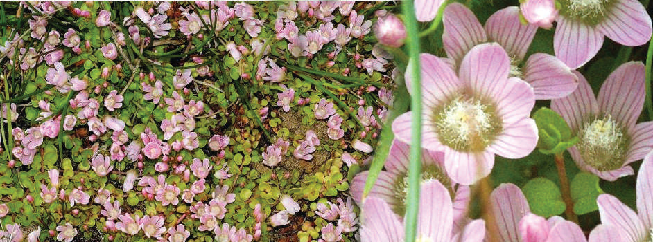 Anagellis Tenella - Marginal Pond Plants - BP006