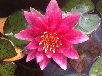 Andreana water lily - pond plants - MW02