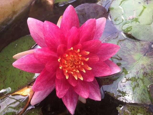 Andreana water lily - pond plants - MW02