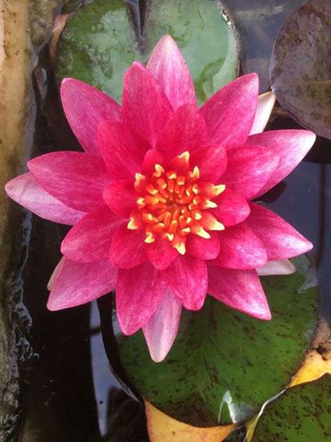 Andreana water lily - pond plants - MW02