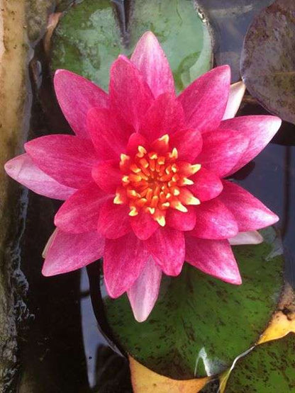 Andreana water lily - pond plants - MW02