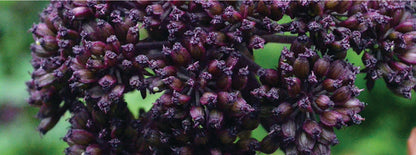 Angelica Gigas - Marginal Pond Plants - BP008