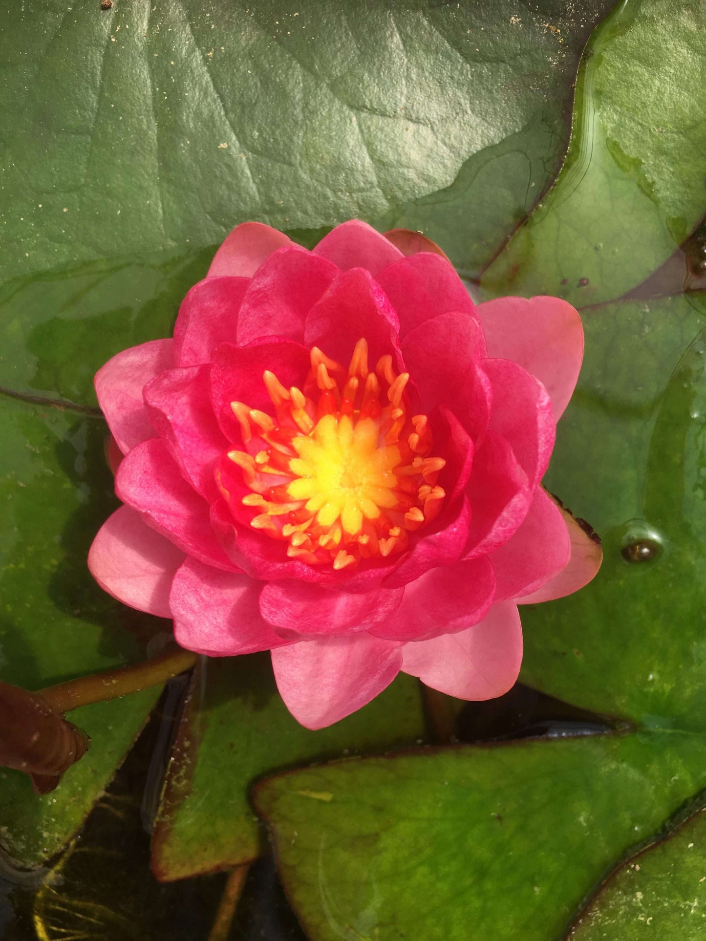 Arethusa water lily - pond plants - MW03