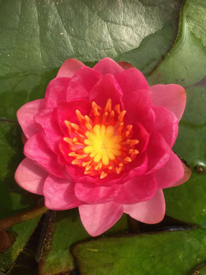 Arethusa water lily - pond plants - MW03