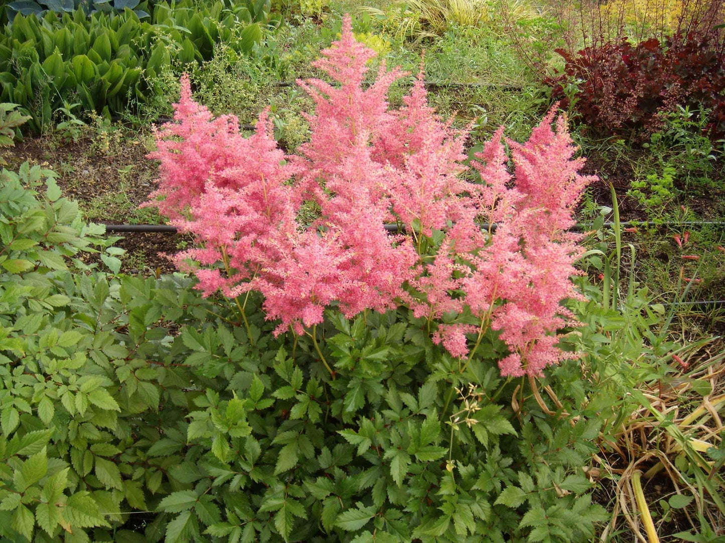 Astilbe Salmon Pink (strassenfeder) - Marginal Pond Plants - BP015A